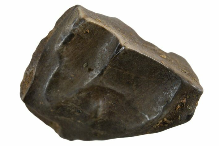 Fossil Dinosaur (Triceratops) Shed Tooth - Montana #339709